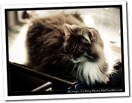Dub, one of our many Couchsurfing Cats!