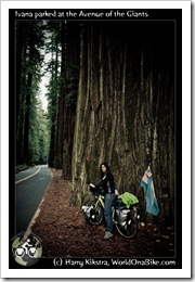 Ivana parked at the Avenue of the Giants