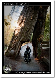 Ivana cycles through a tree