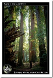 Ivana & fallen giant tree