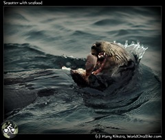 Seaotter with seafood
