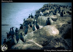Monterey birds