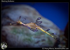 Montery Seahorse