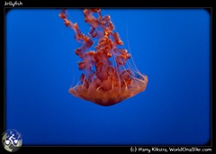 Jellyfish