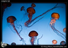 Jellyfish (3)