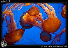 Jellyfish (5)