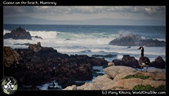 Goose on the beach, Monterey