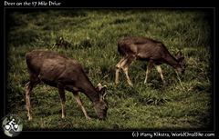 Deer on the 17 Mile Drive