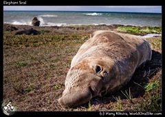 Elephant Seal