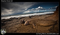Elephant Seals (2)