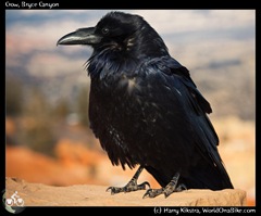 Crow, Bryce Canyon