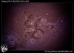 Cougar print in Buckskin Gulch, Utah