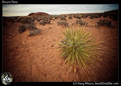 Desert Flora