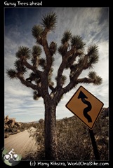 Curvy Trees ahead