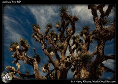 Joshua Tree NP