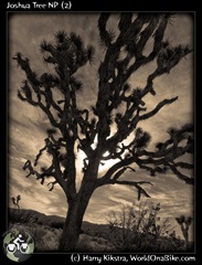 Joshua Tree NP (2)