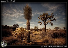 Joshua Tree NP (4)