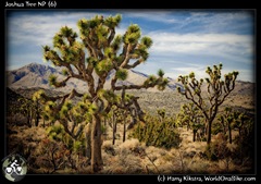 Joshua Tree NP (6)
