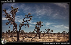 Joshua Tree NP (8)