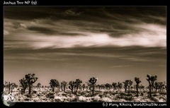 Joshua Tree NP (9)