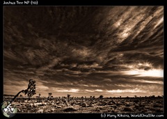 Joshua Tree NP (10)