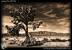 Joshua Tree NP (11)