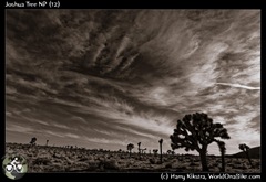 Joshua Tree NP (12)