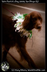 Saint Patrick's Day 2009, San Diego (5)