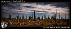 Cactus forest in Catavina, Mexico