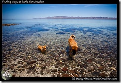 Fishing dogs at Bahia Constitucion
