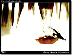 Hummingbird, Juncalito (2)