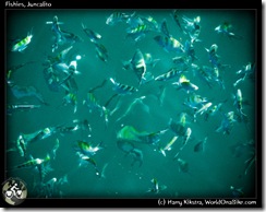 Fishies, Juncalito
