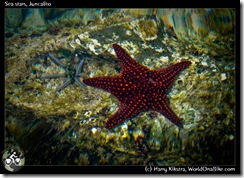 Sea stars, Juncalito