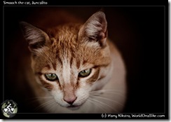 Smooch the cat, Juncalito