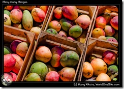 Many many Mangos