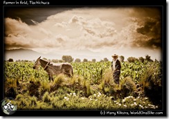 Farmer in field, Tlachichuca