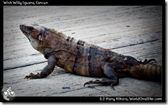 Wish Willy Iguana, Cancun