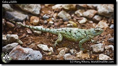 Coba wildlife
