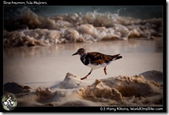 Beachrunner, Isla Mujeres
