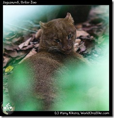 Jaguarundi, Belize Zoo