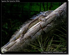 Iguana, San Ignacio, Belize