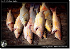Fresh fish, Caye Caulker