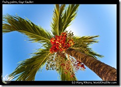 Fruity palms, Caye Caulker